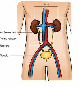 anatomie des reins